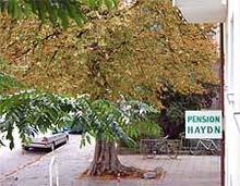 Pension Haydn, Munich
