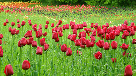 Britzer Garten
