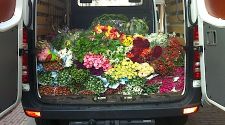 Amsterdam: Tips for tulip shopping (and peeping)