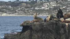 Budget travel guide to La Jolla Cove