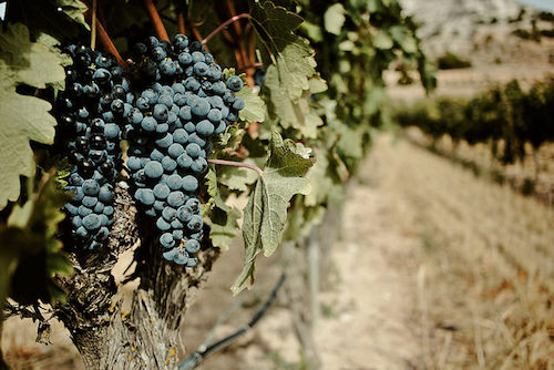 Ribera de Duero